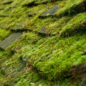 Fav's Moss Removal
