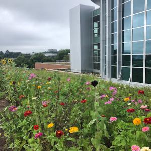 Ozark Green Roofs