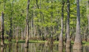 M&M Roofing, Siding & Windows - Lake Charles